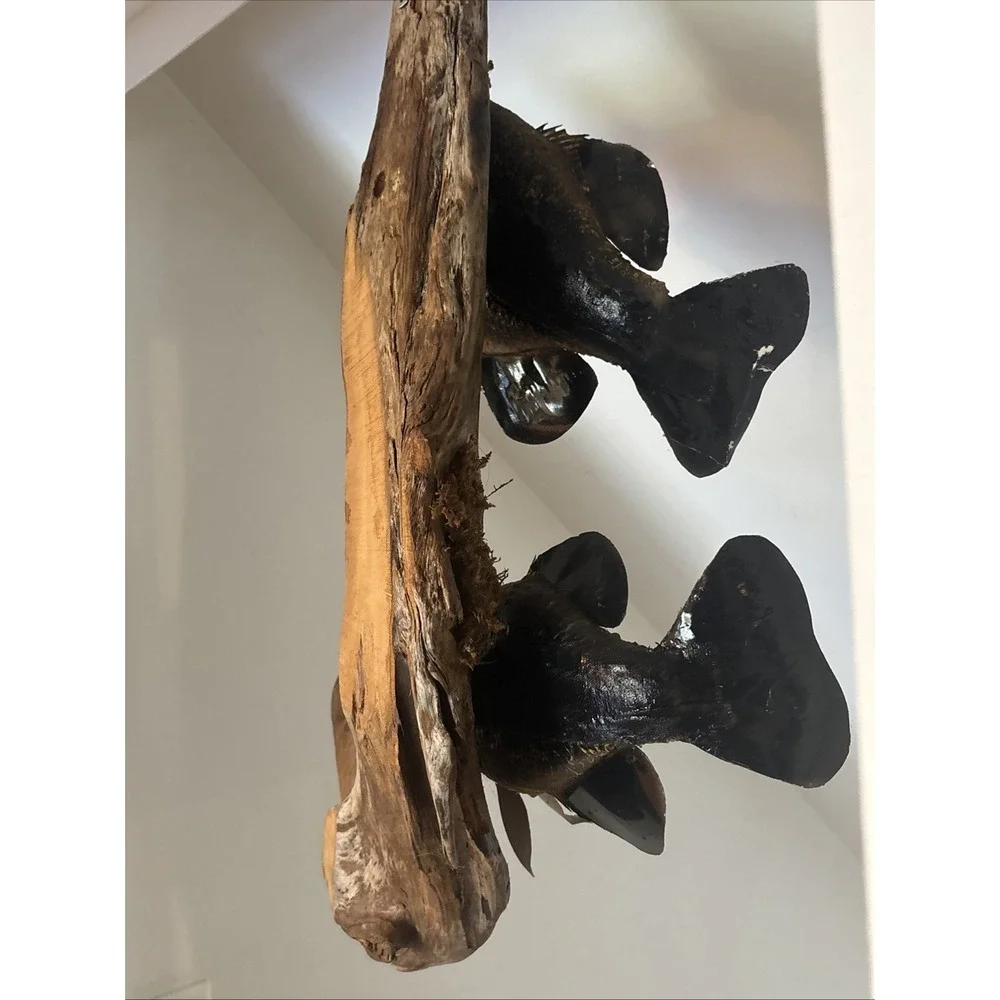 2 Fish Taxidermy Wall Mount on Driftwood (Crappie? Smallmouth Bass? - 14